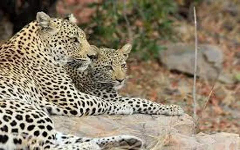 Dulini Private Game Reserve Leopard Tracking Safari Package