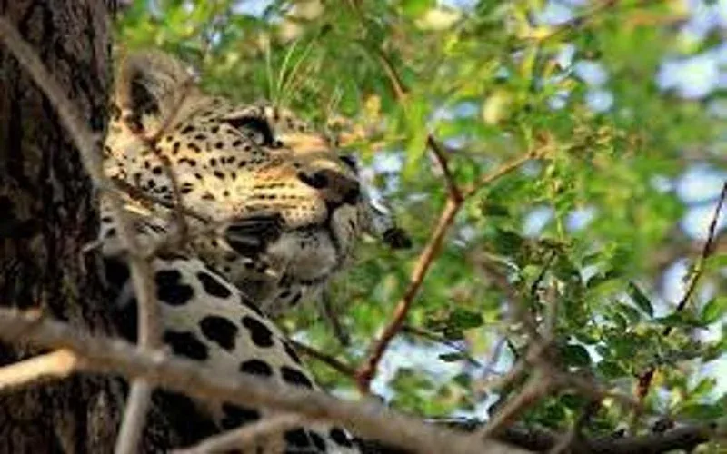 Dulini Private Game Reserve Leopard Tracking Safari