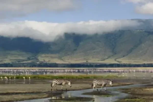 Ngorongoro jk