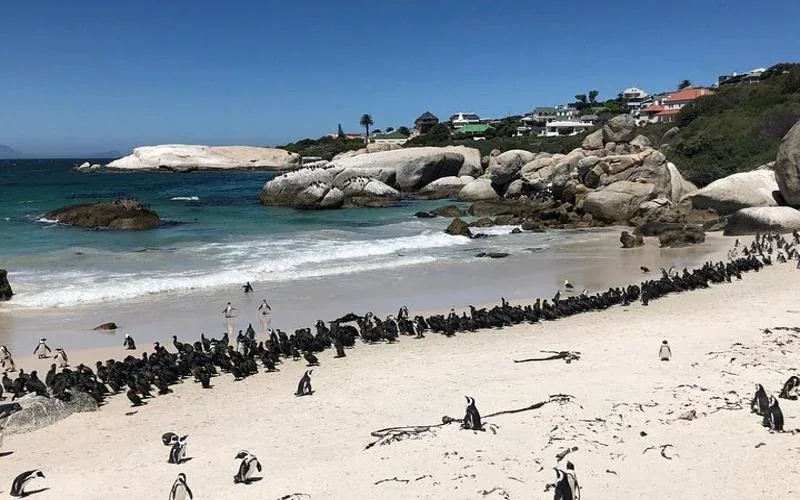 cape town penguins