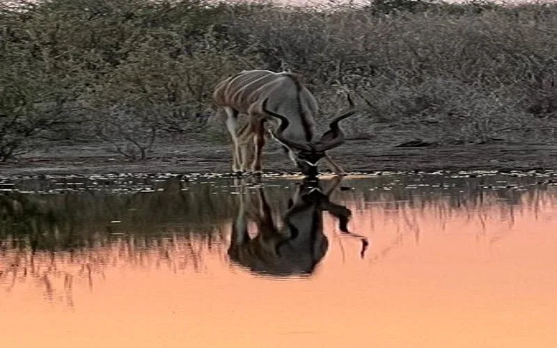 central kalahari animal river 2