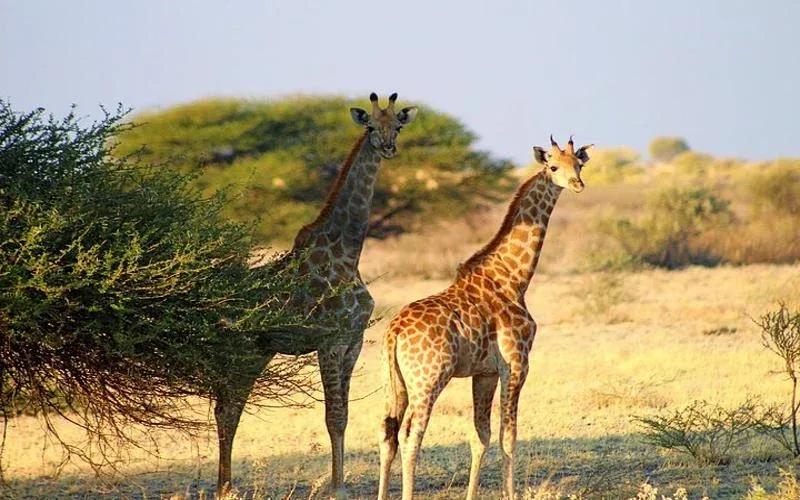 central kalahari giraffe