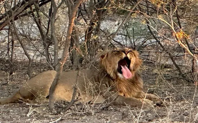 central kalahari lion