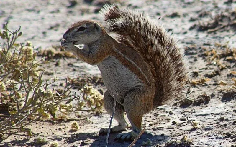 central kalahari squirrel