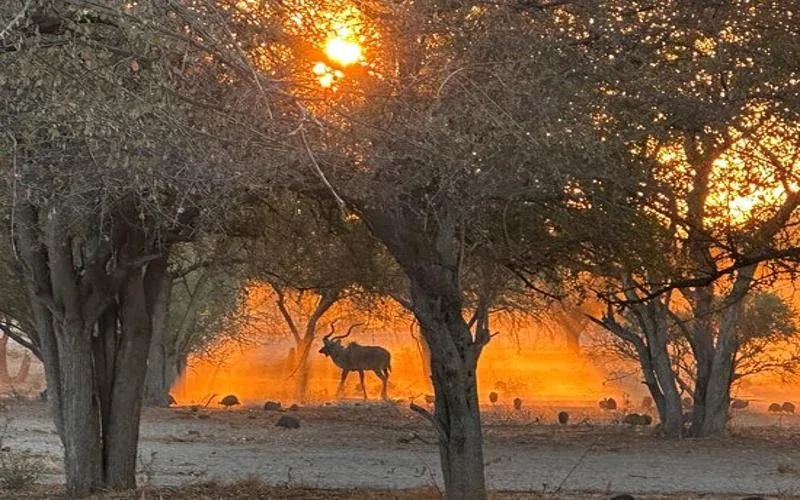 central kalahari sunset bush