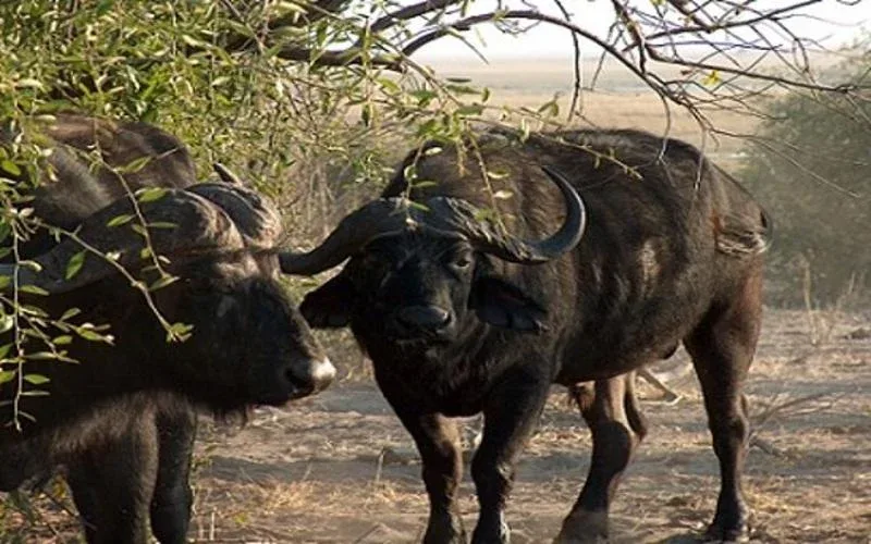 chobe buffalo 1