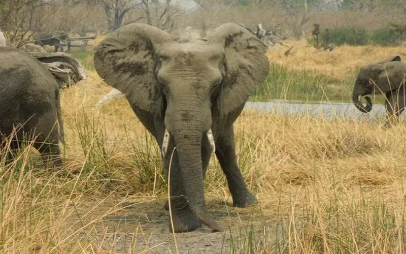 chobe elephant