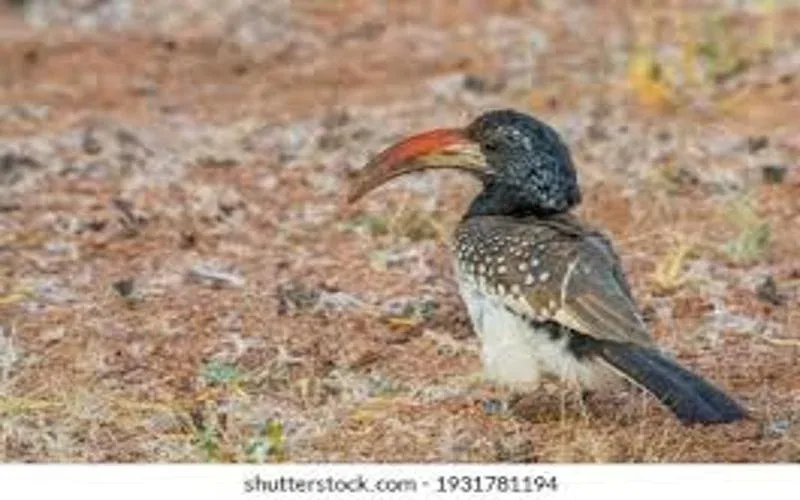 damaraland bird
