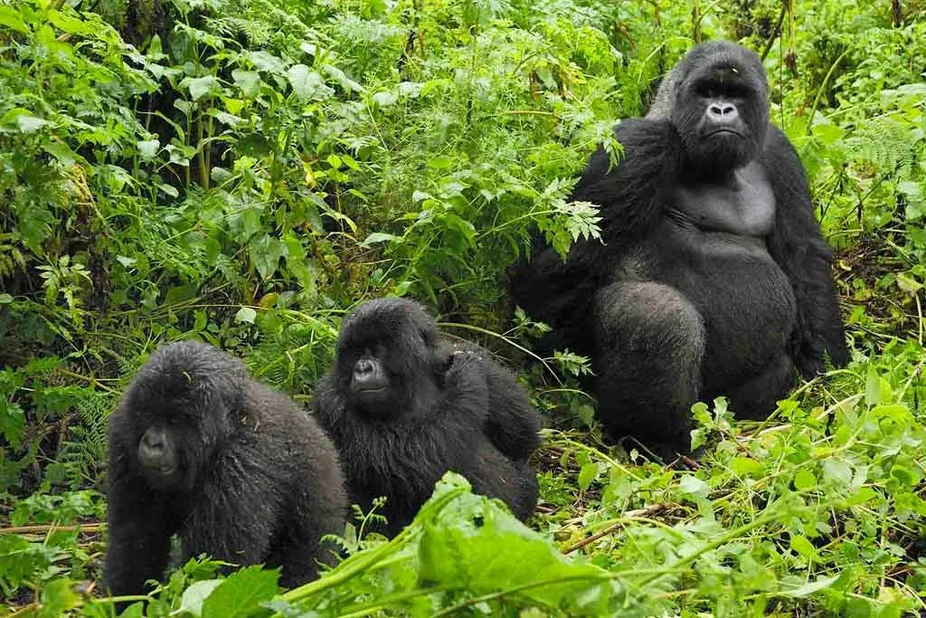 6 days uganda gorilla