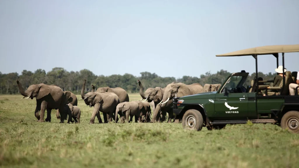 Africa Kenya Masai Mara Kichwa Experience Game Drive elephant 2014 254 Website 1920x1080 fill gravityauto Q AutoBest