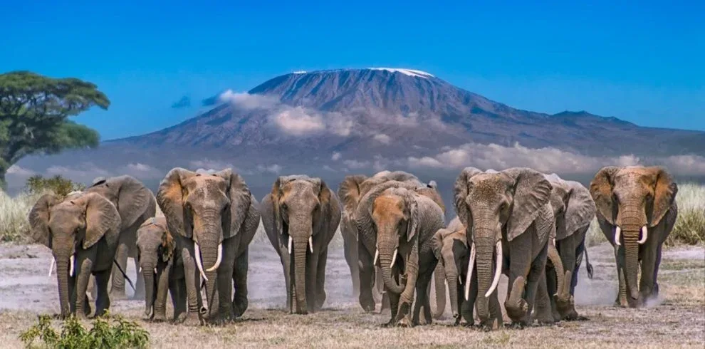 Amboseli National Park Kenya 1