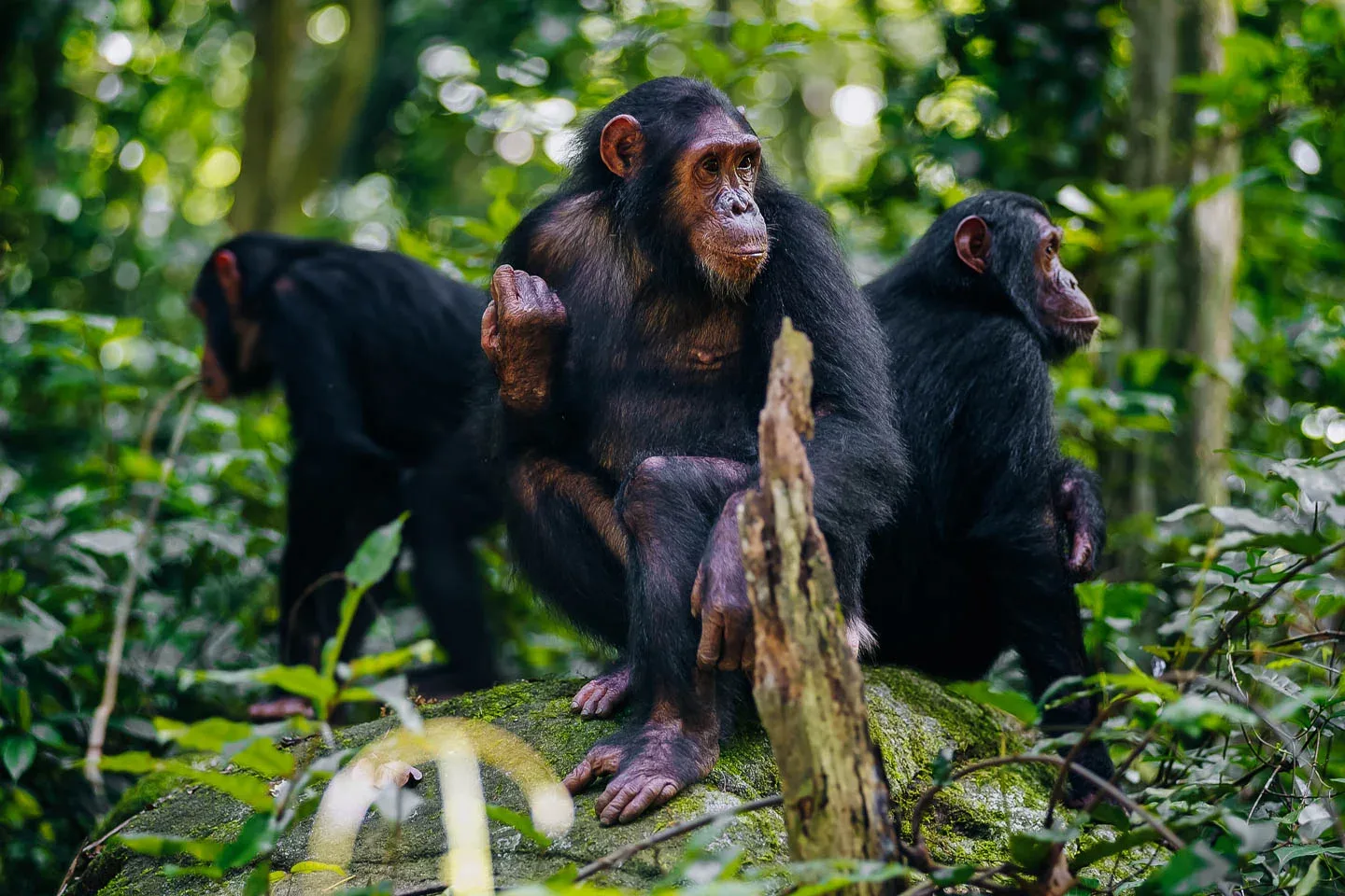 Chimpanzee Trekking In Uganda All You Need to Know 3
