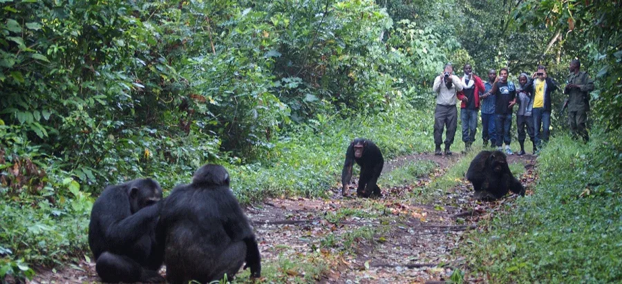 Chimpanzee Trekking birdwatching