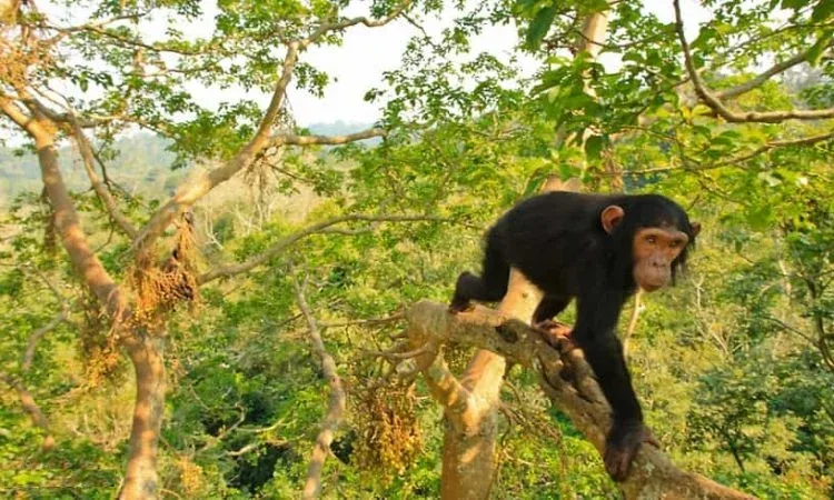 Chimpanzee july
