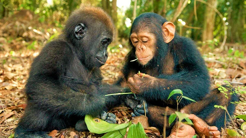 Chimpanzee oct