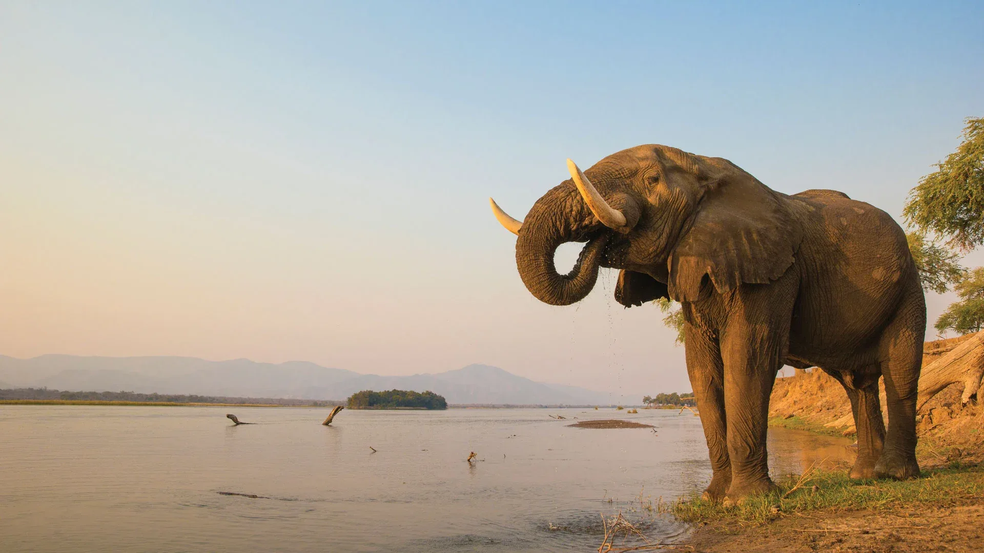 Elephant drinking water in Mana Pools National Park Zimbabwe