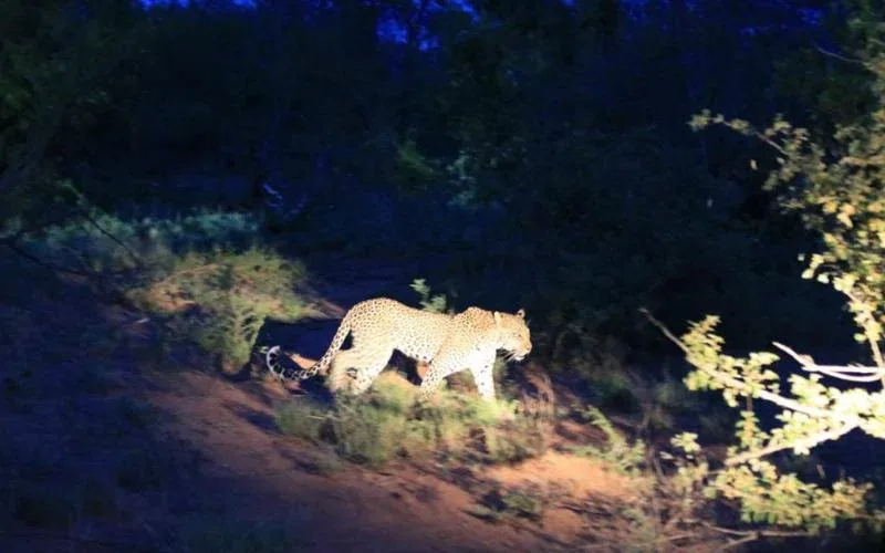 Eswatini Night Safari
