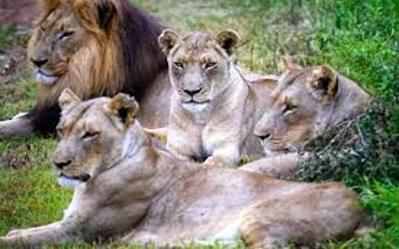 Eswatini Visit Hlane Royal National Park Safari 1