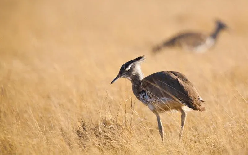 Etosha National Park Birdwatching Safari
