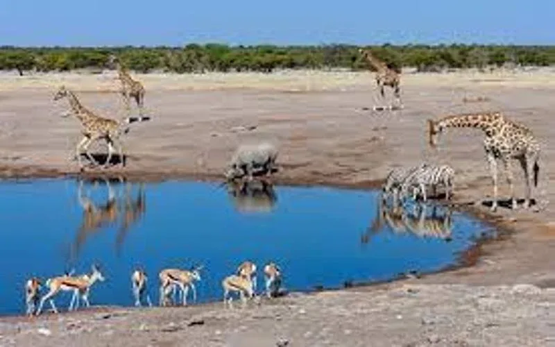 Etosha National Park Family Safari Package 1