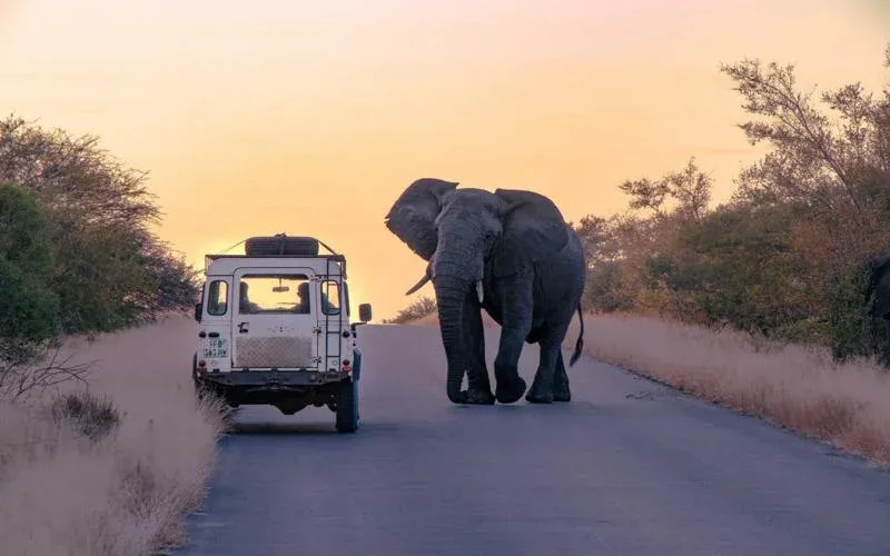 Etosha National Park Self Drive Safari Package