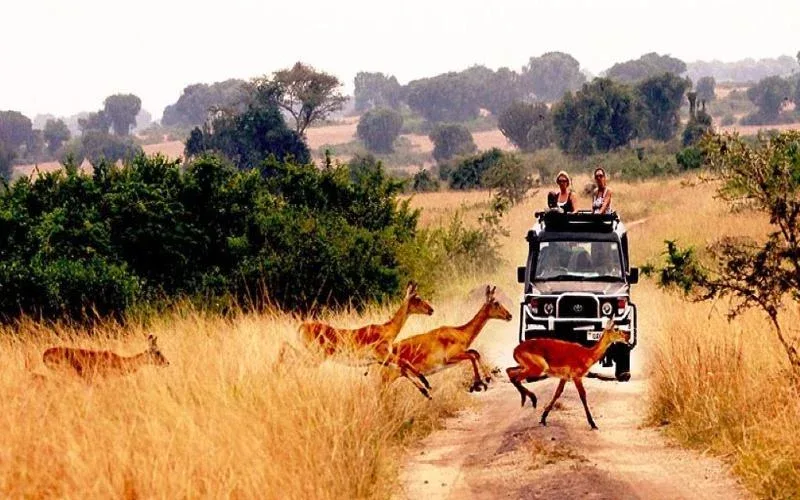 Gile National Park Guided Game Drive Safaris 1