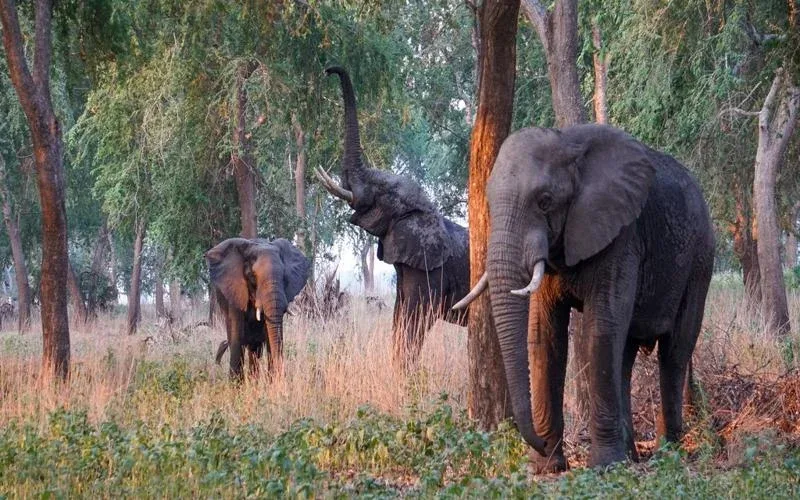 Gile National Park Scenic Drives Safaris