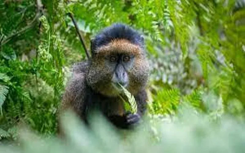 Gishwati Mukura National Golden Monkey Trekking Safari 1