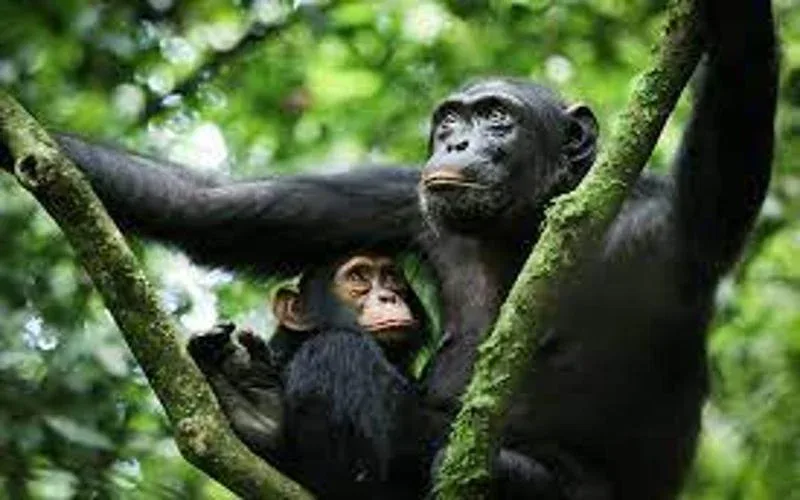 Gombe National Park Chimpanzee Tracking Safari