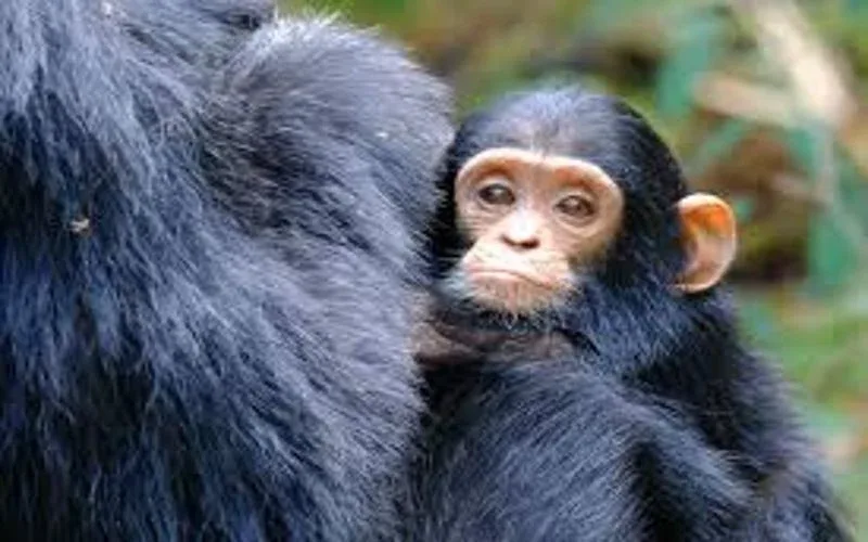Gombe National Park Chimpanzee Trekking Safari