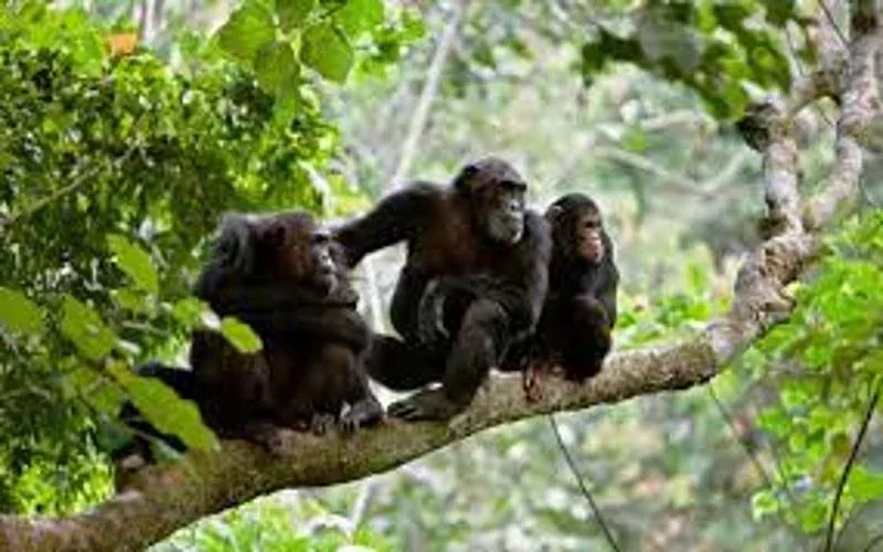 Gombe National Park Primate Observation Safari 1