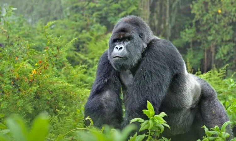 Gorilla Conservation Tours​
