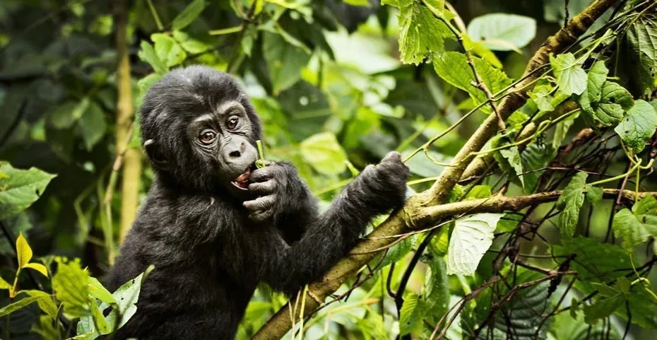Gorilla Conservation impact