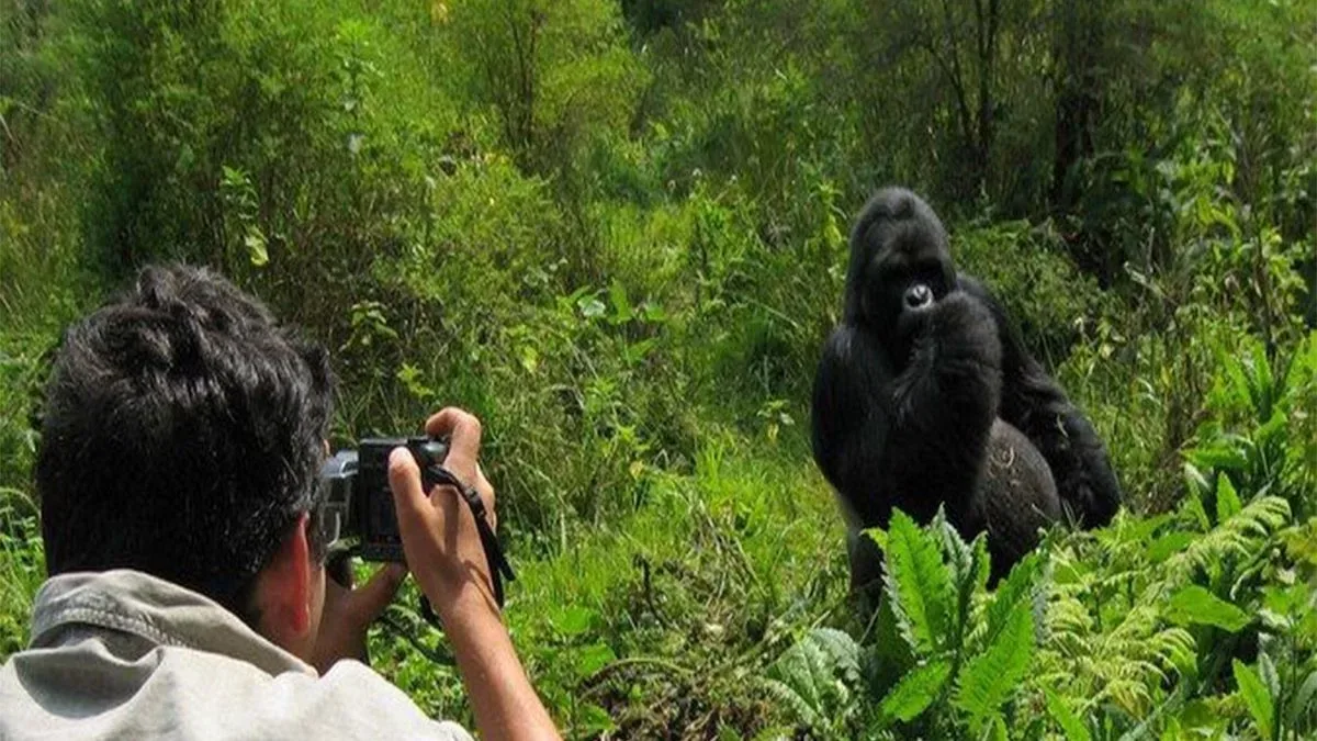 Gorilla Photography Safaris​