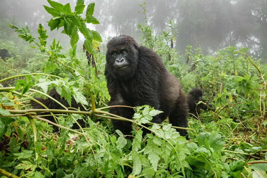 Gorilla habitats