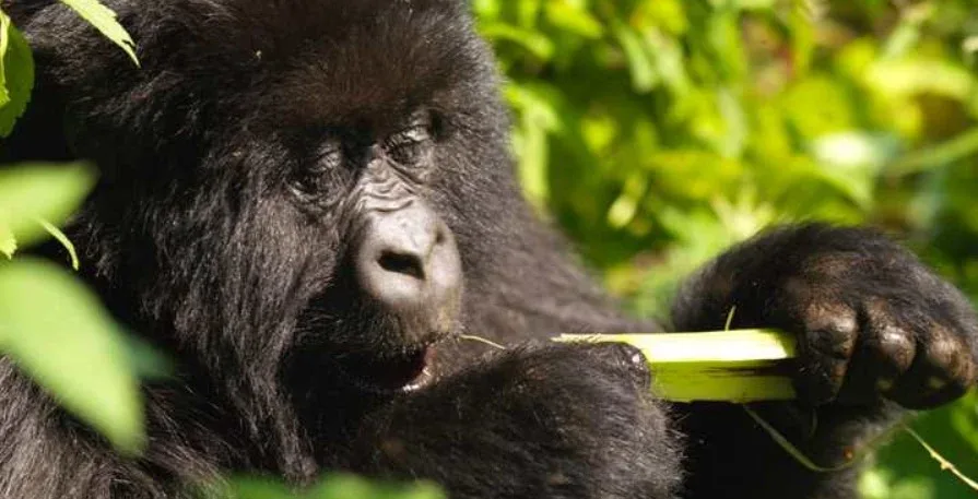 Gorilla trekking permits in Bwindi Impenetrable National Park Uganda