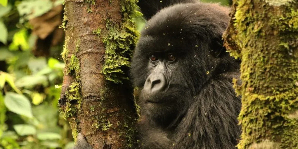 Gorilla trekking permits in Mgahinga Gorilla National Park
