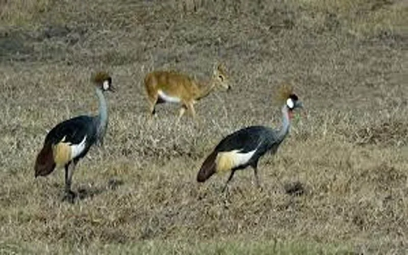 Gorongosa National Park Birdwatching Safari