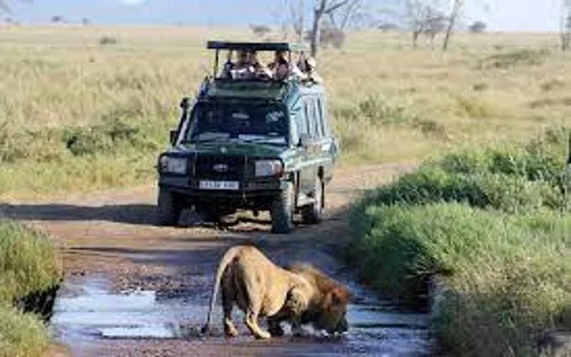 Gorongosa National Park Game Drives Safaris