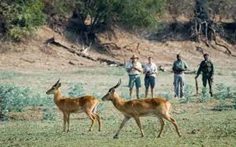 Gorongosa National Park Walking Safaris