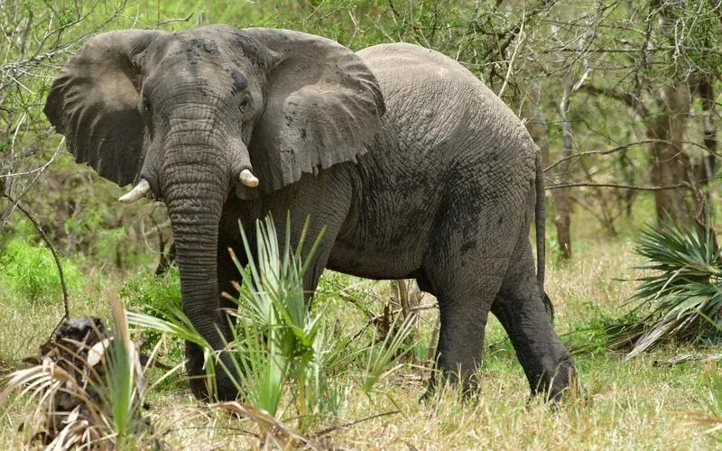 Gorongosa elephant