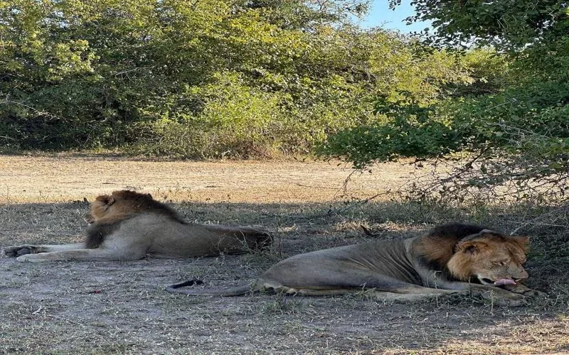 Gorongosa lions