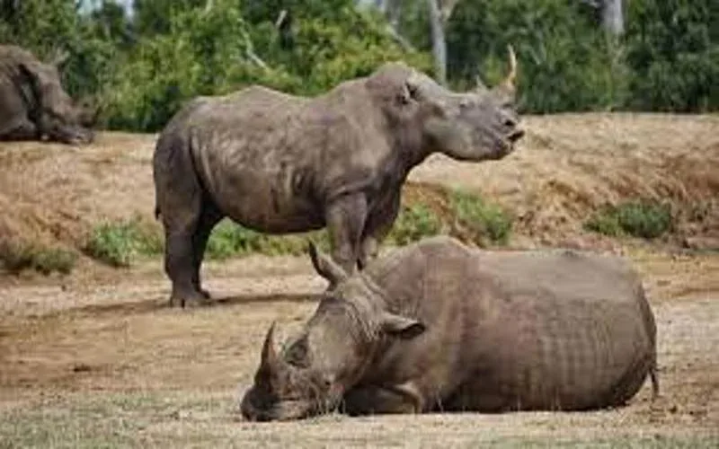 Hlane Royal National Park Rhino Tracking Safari Package