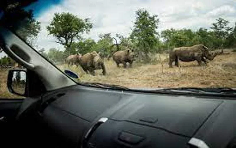 Hlane Royal National Park Self Drives Safari