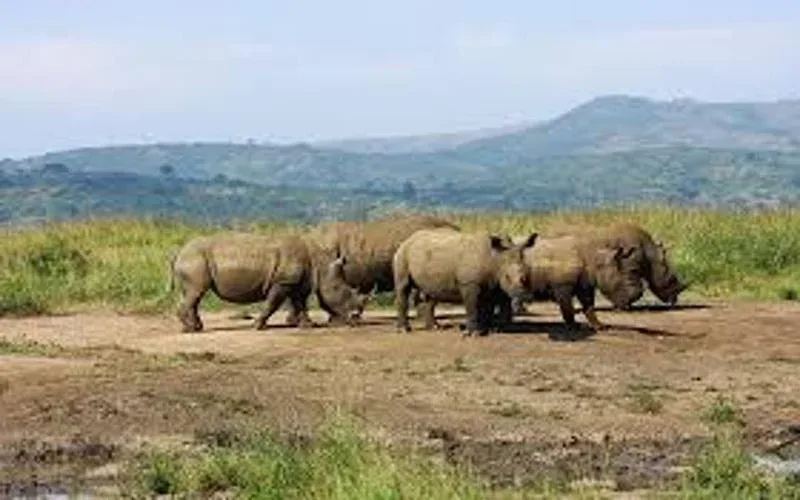 Hluhluwe iMfolozi Game Reserve Conservation Initiatives Safari