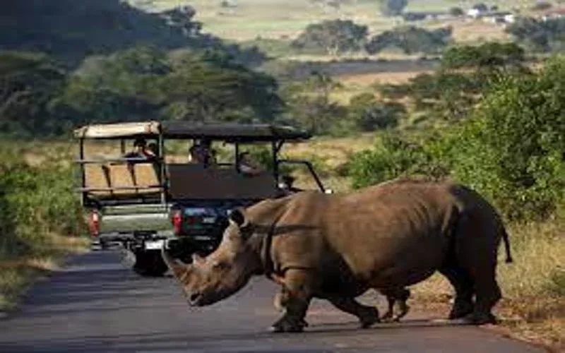 Hluhluwe iMfolozi Game Reserve Rhino Tracking Safaris Package 1