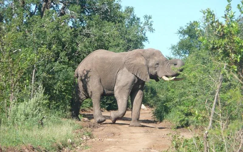 Hluhluwe iMfolozi elephant
