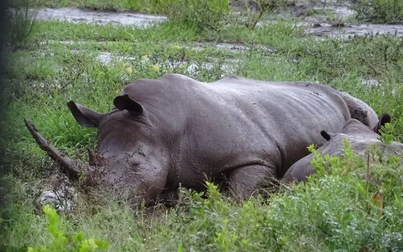 Hluhluwe iMfolozi rhino