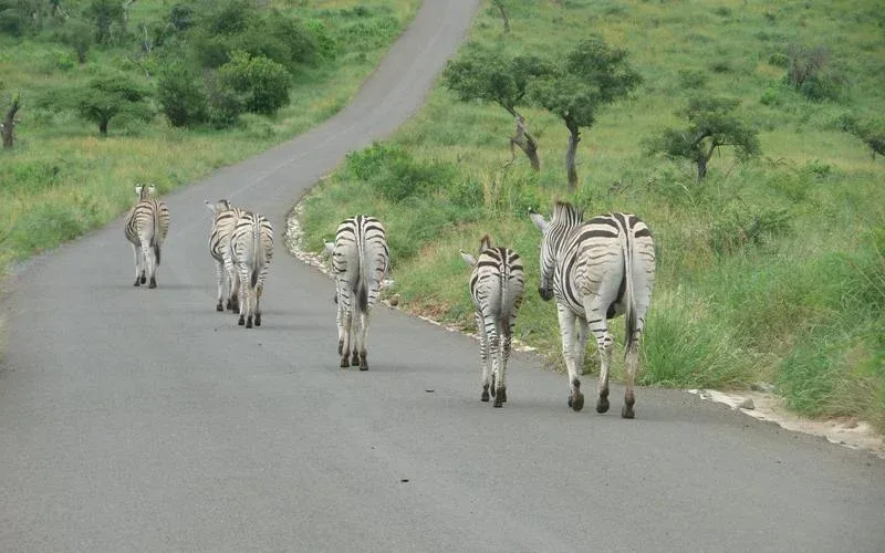 Hluhluwe iMfolozi zebras