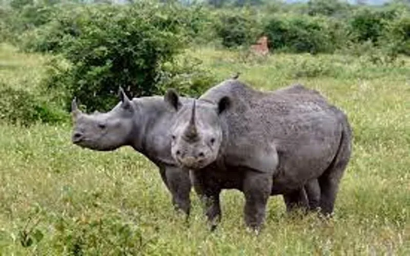 Idube Game Reserve Rhino Tracking Safari Package 1